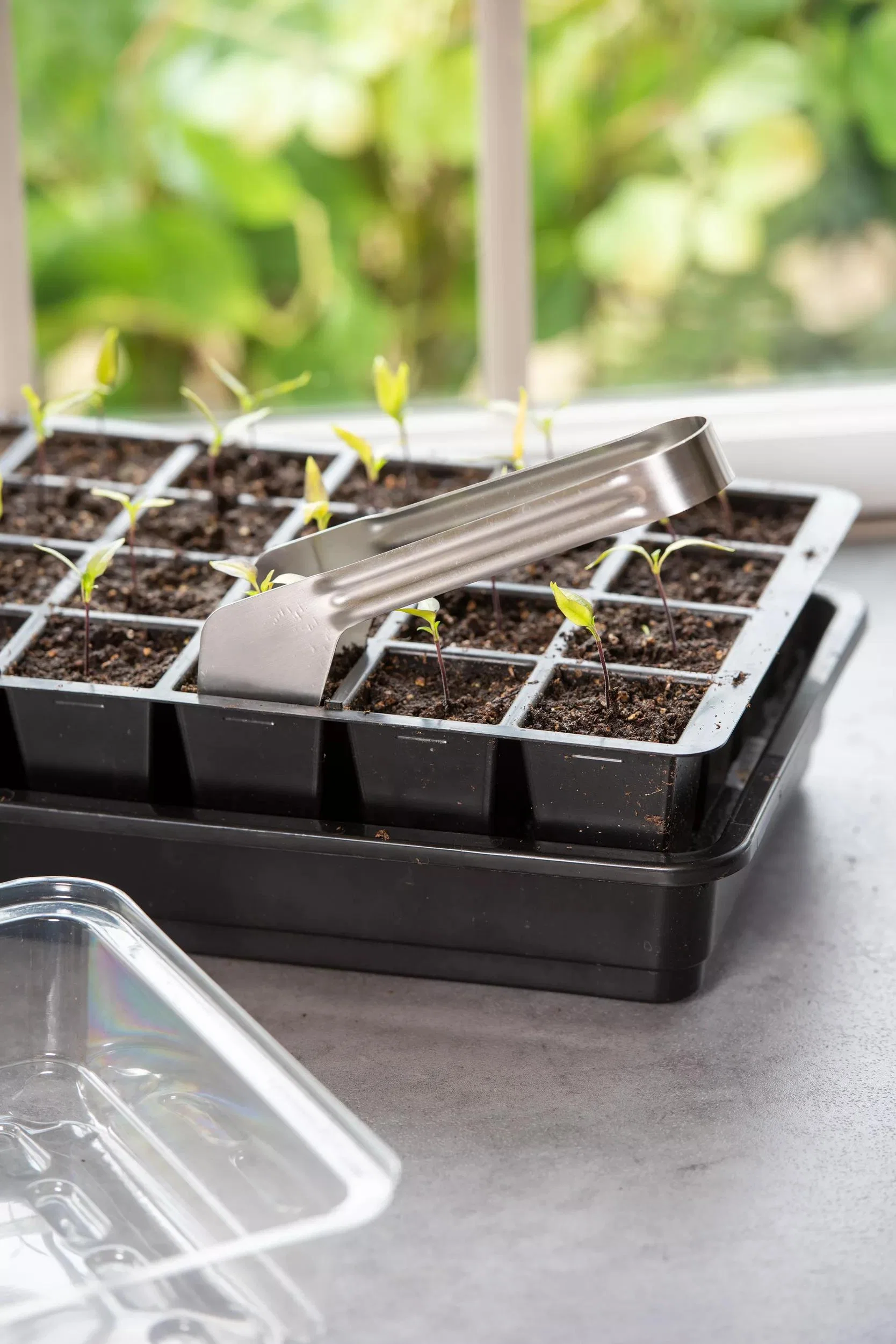 Seedling Transplant Tongs for Seed Starting Trays, Stainless Steel